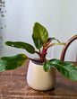 Philodendron ‘Prince of Orange’ | Pianta adattata all'idrocoltura