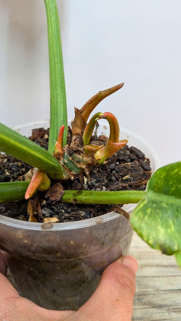 Philodendron Ring of Fire 1 - Adozione Speciale