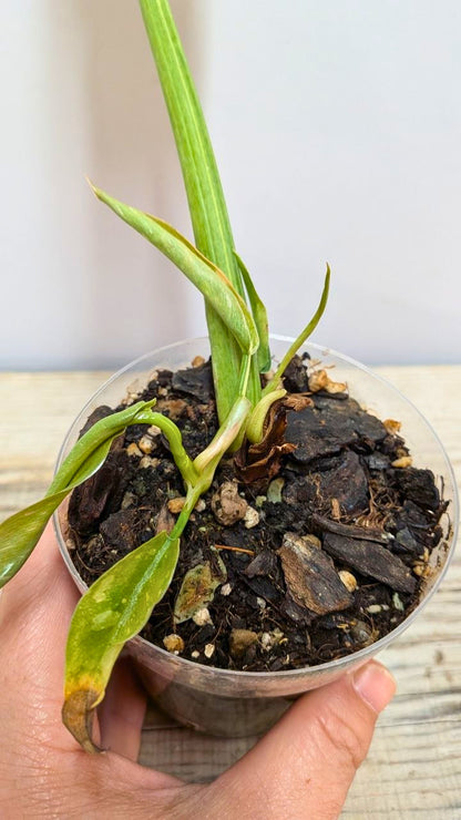 Philodendron Ring of Fire 3 - Adozione Speciale
