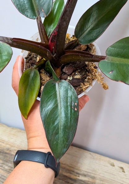 Philodendron Red Cherry 2 - Adozione Speciale