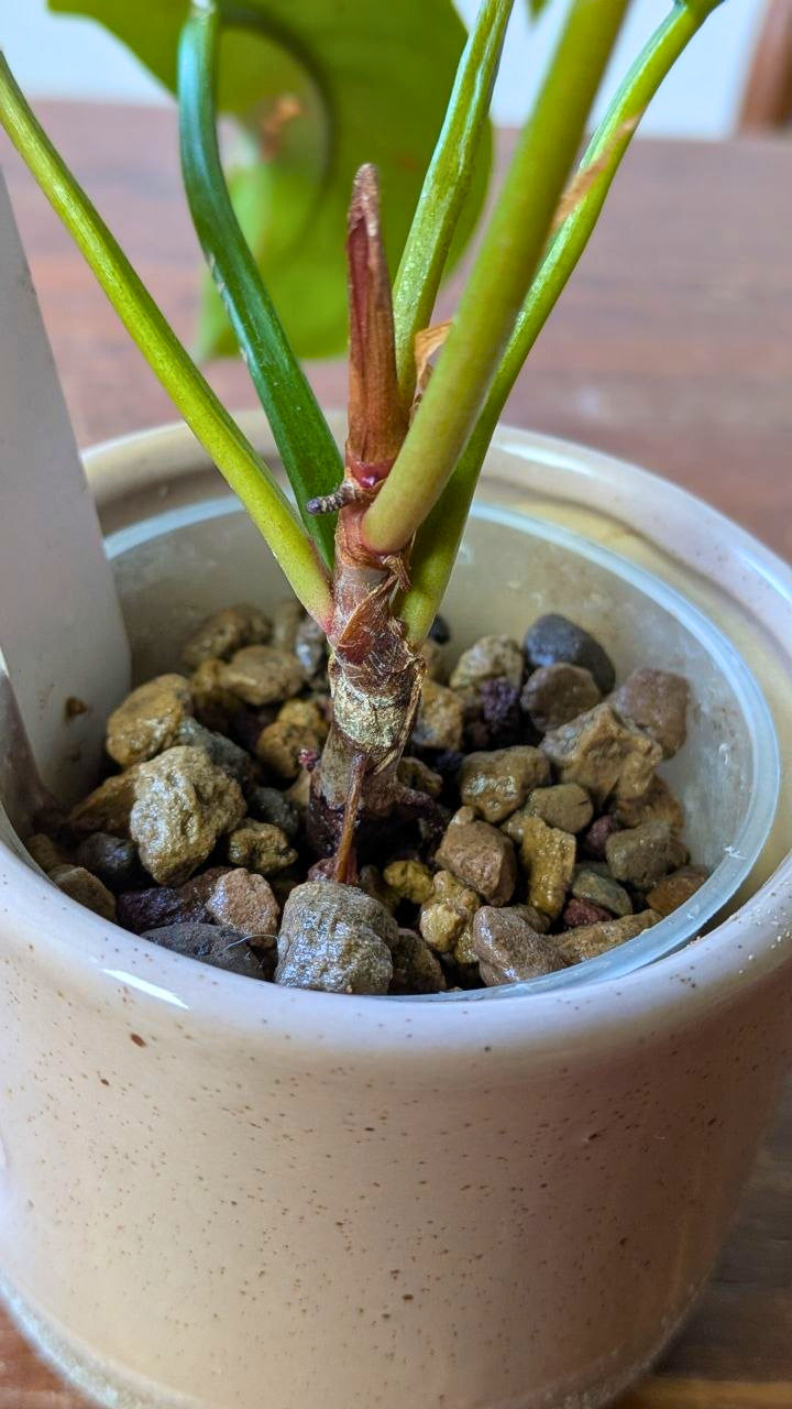 Philodendron ‘Florida Bronze’ | Pianta adattata all'idrocoltura