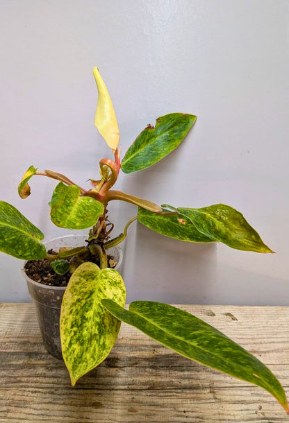 Philodendron Orange Marmalade 2- Adozione Speciale