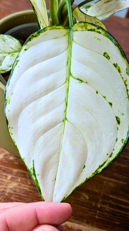 Aglaonema ‘White Joy’ | Pianta adattata all'idrocoltura