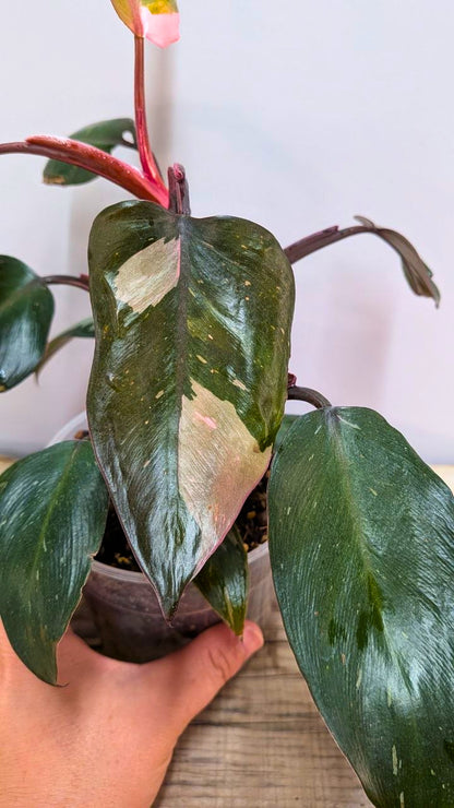 Philodendron Red Anderson - Adozione Speciale