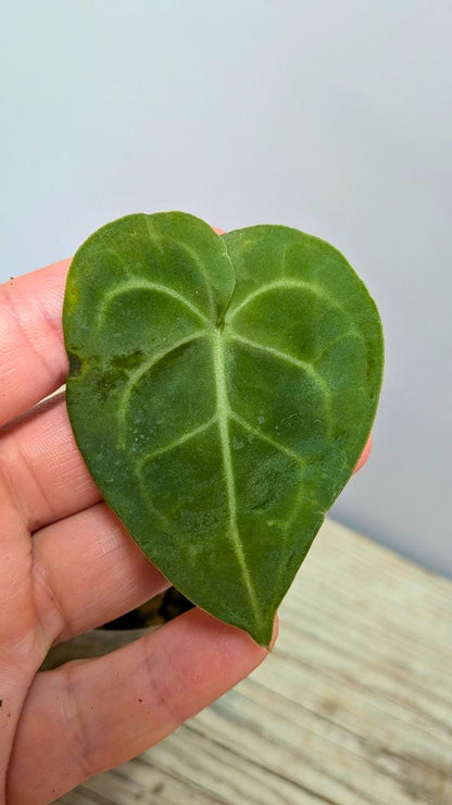 Pacchetto Baby Anthurium 1- Piante da Recupero