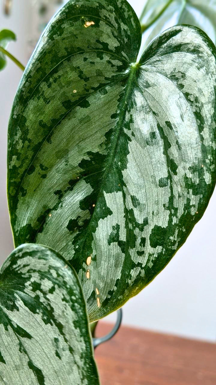 Philodendron brandtianum | Pianta adattata all'idrocoltura