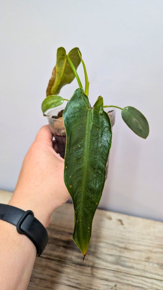 Philodendron Spiritus Sancti 1 - Adozione Speciale