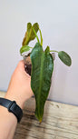Philodendron Spiritus Sancti 1 - Adozione Speciale