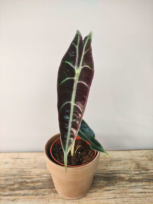 Alocasia Longiloba Purple – Eleganza tropicale dalle foglie violacee
