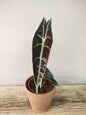 Alocasia Longiloba Purple – Eleganza tropicale dalle foglie violacee