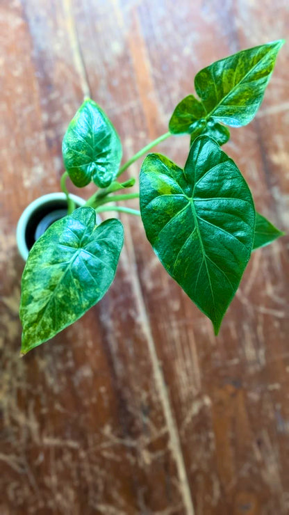 Alocasia odora Variegata | Pianta adattata all'idrocoltura