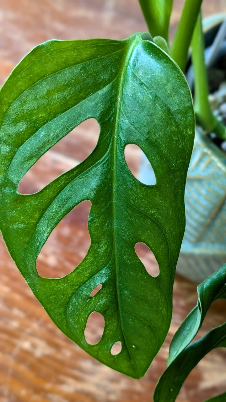 Monstera adansonii ‘Mint’ | Pianta adattata all'idrocoltura