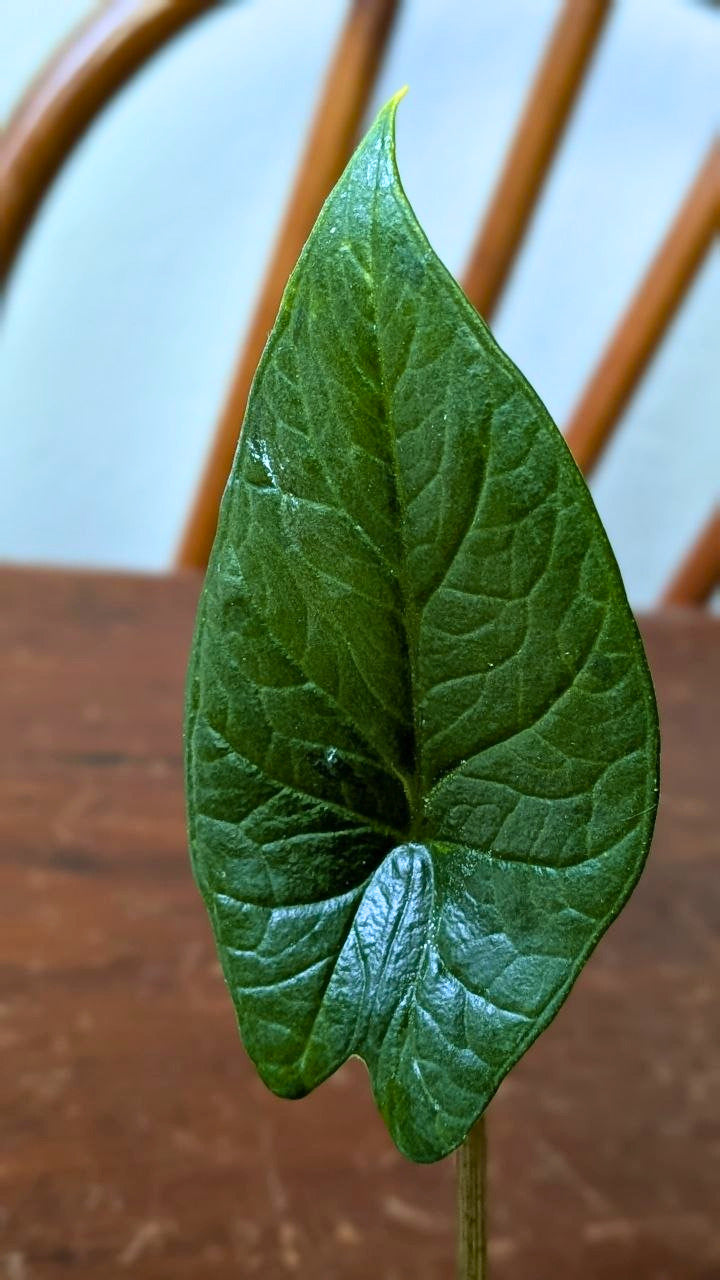 Alocasia scalprum | Pianta adattata all'idrocoltura