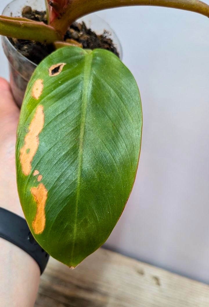 Philodendron Prince of Orange 2 - Adozione Speciale