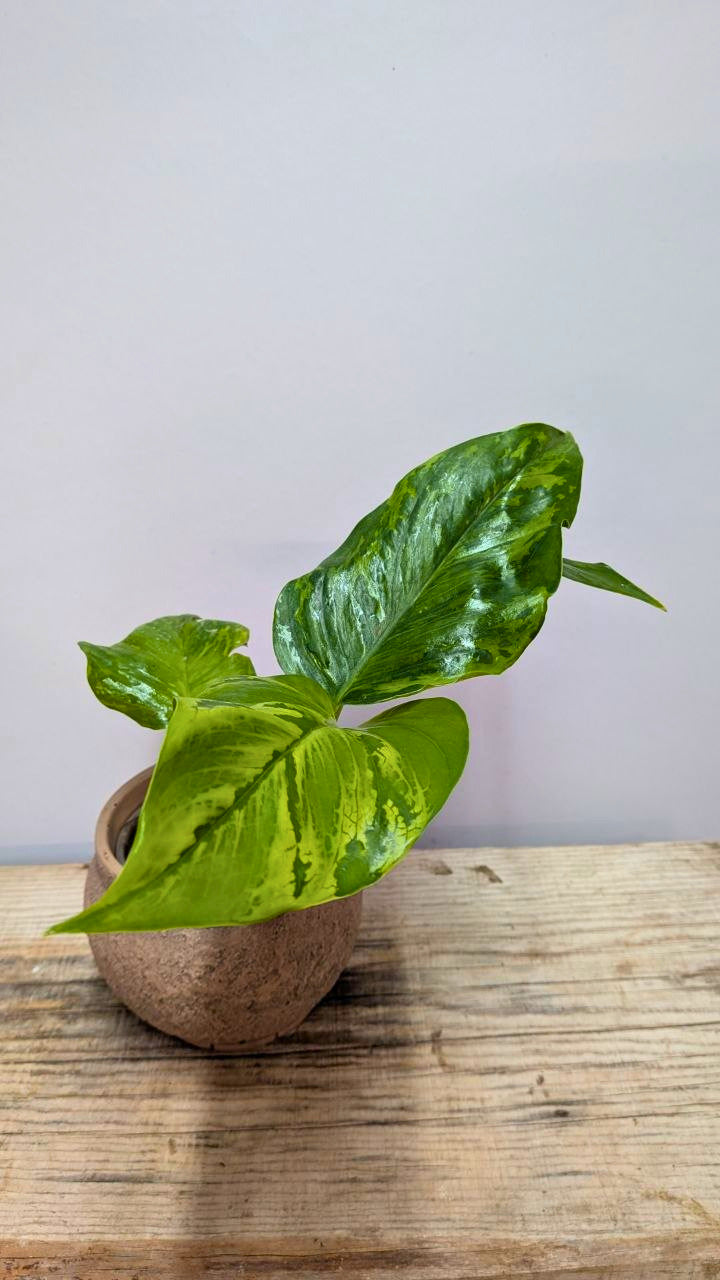 Epipremnum Jungle Star
