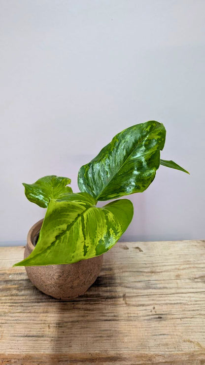 Epipremnum Jungle Star