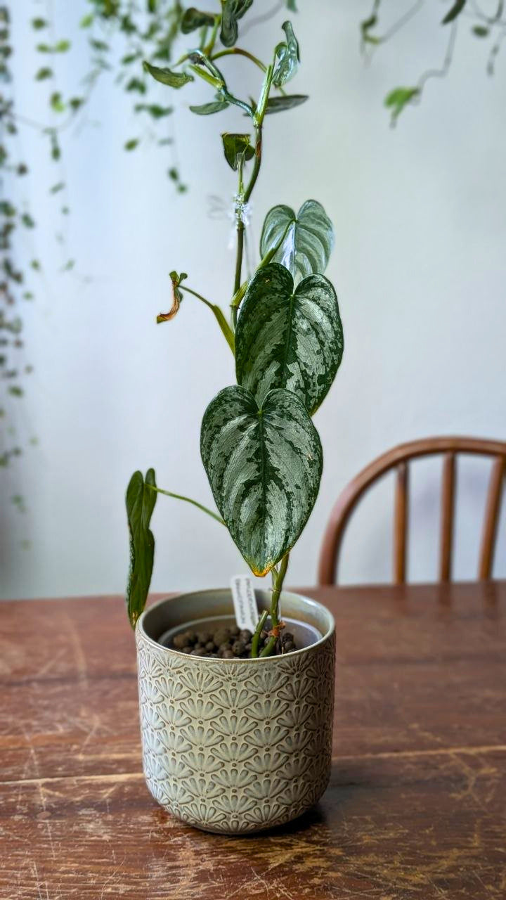 Philodendron brandtianum | Pianta adattata all'idrocoltura