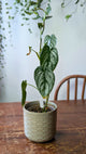 Philodendron brandtianum | Pianta adattata all'idrocoltura