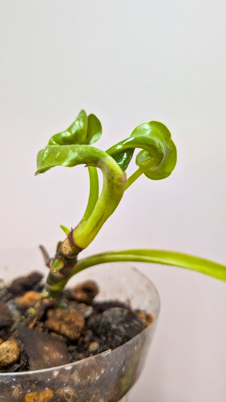 Philodendron Spiritus Sancti 2- Adozione Speciale