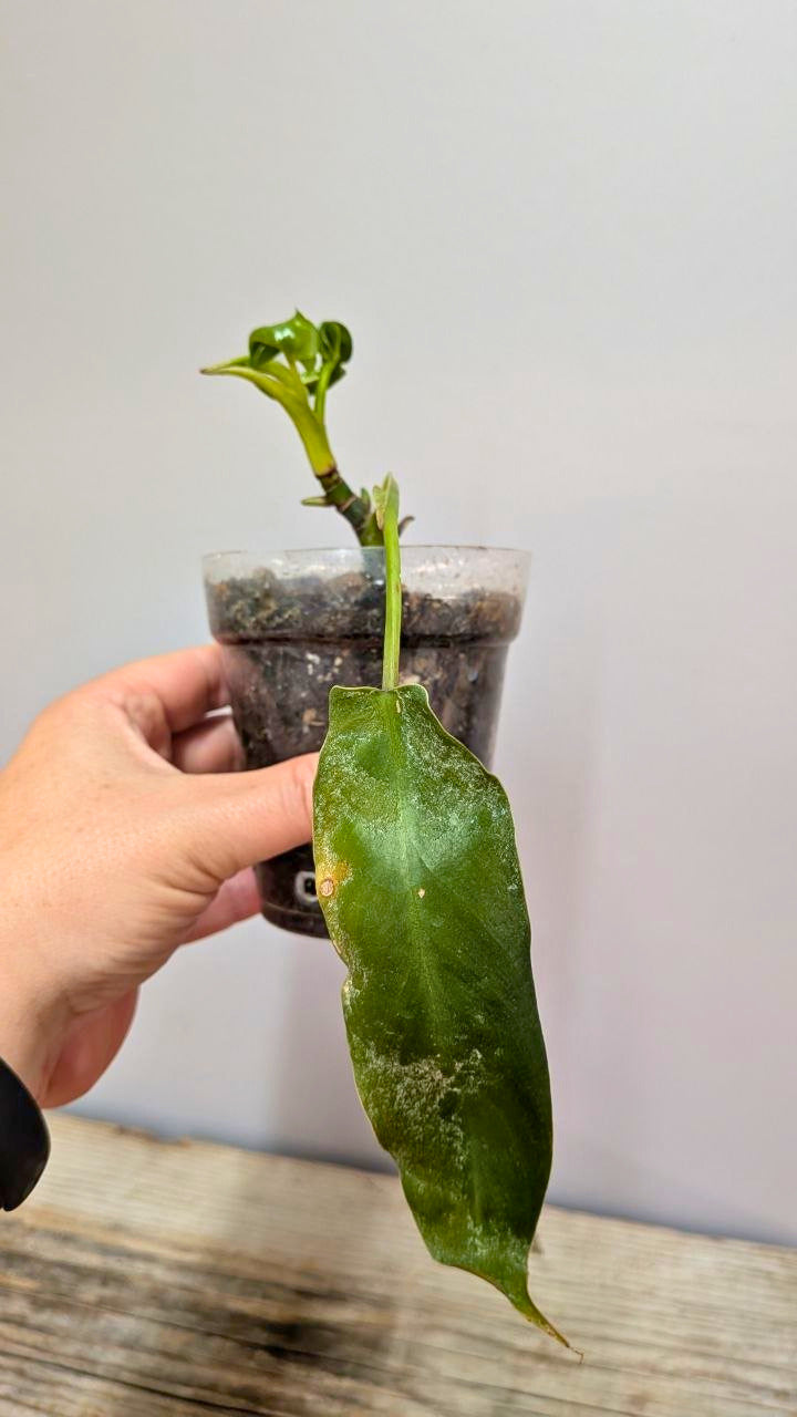 Philodendron Spiritus Sancti 2- Adozione Speciale