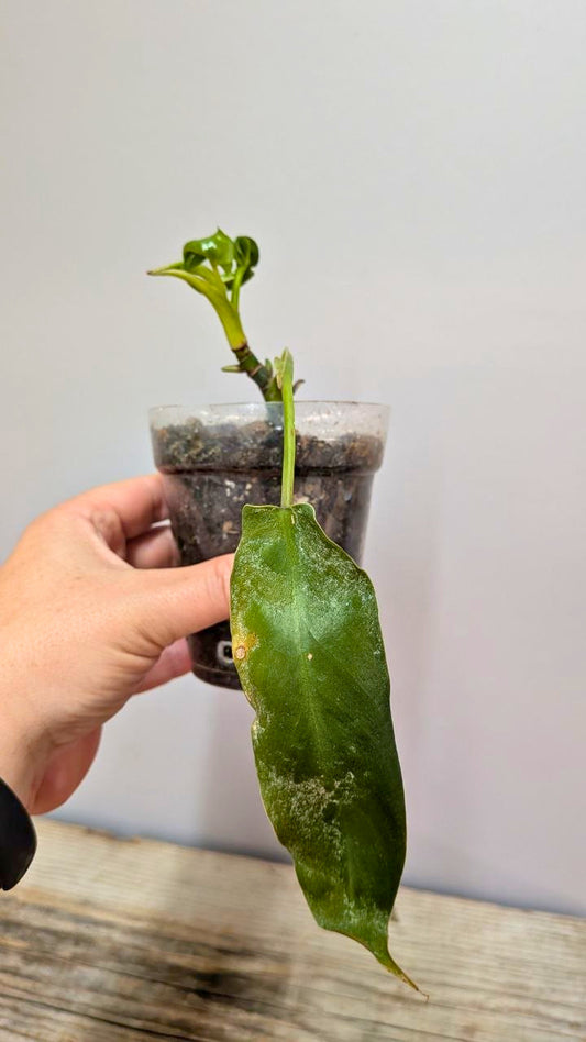 Philodendron Spiritus Sancti 2- Adozione Speciale
