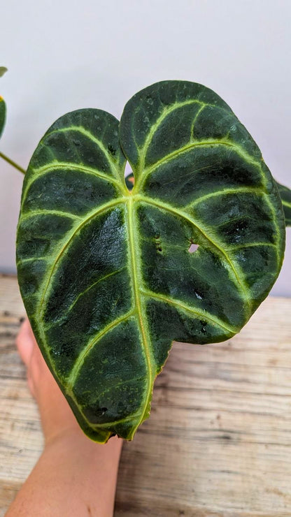 Anthurium Regale 1 - Adozione Speciale