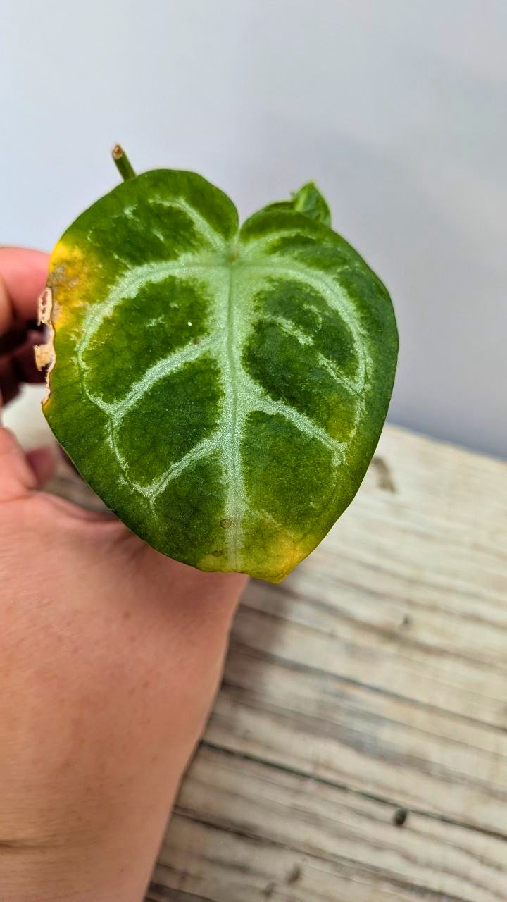 Pacchetto Baby Anthurium 1- Piante da Recupero