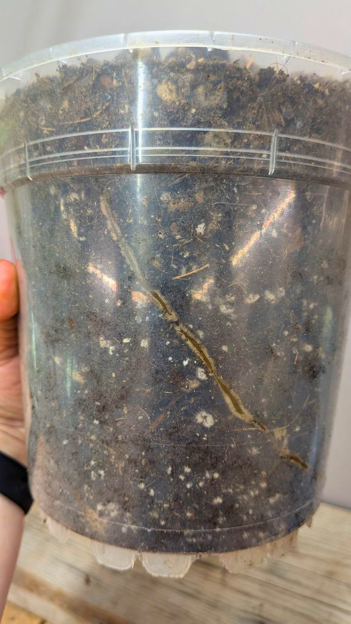 Philodendron cf Rugosum 2 - Adozione Speciale
