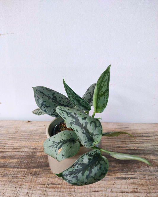 Scindapsus Silver Splash – Cascata argentata e raffinata