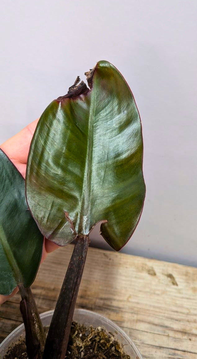 Philodendron Red Cherry 1 - Adozione Speciale