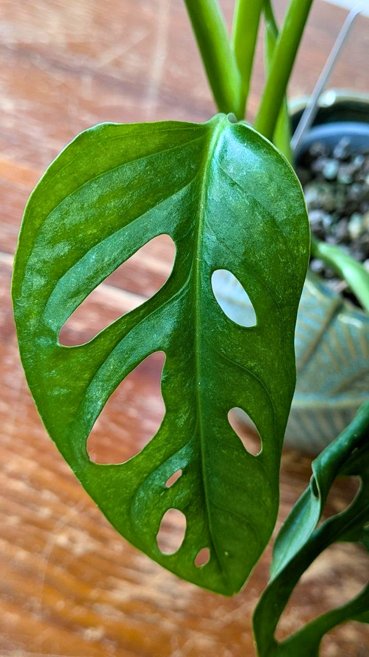 Monstera adansonii ‘Mint’ | Pianta adattata all'idrocoltura