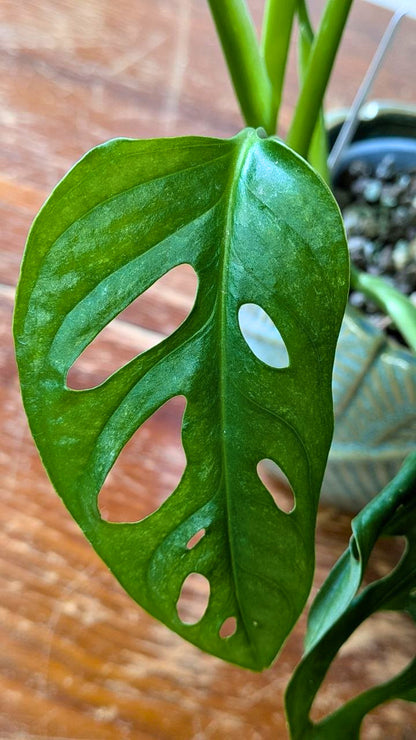 Monstera adansonii ‘Mint’ | Pianta adattata all'idrocoltura