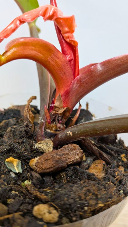 Philodendron Prince of Orange 3 - Adozione Speciale