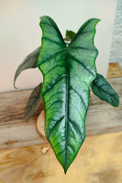 Alocasia Heterophylla Metallic Blue – Foglie affusolate e riflessi unici