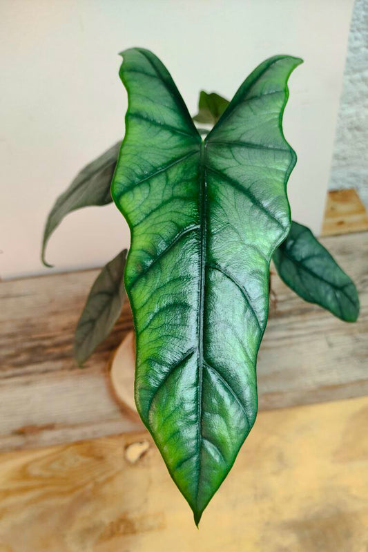 Alocasia Heterophylla Metallic Blue – Foglie affusolate e riflessi unici