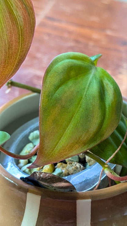 Philodendron micans | Pianta adattata all'idrocoltura