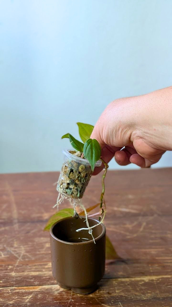 Philodendron micans | Idrocoltura – Esemplare 02