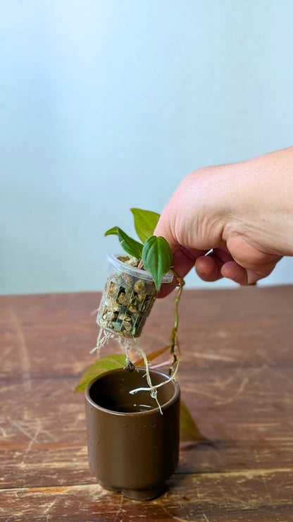 Philodendron micans | Idrocoltura – Esemplare 02