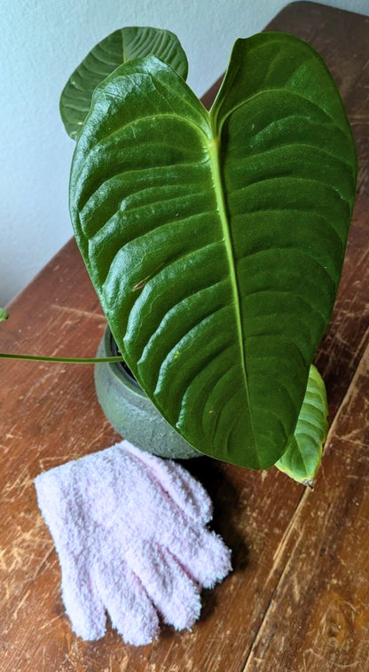 Il regalo pronto per la Festa della Mamma | Aracearium