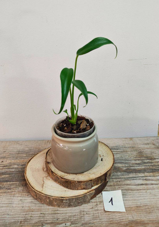 Monstera Burle Marx Flame – Eleganza tropicale e forma inconfondibile