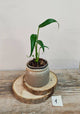 Monstera Burle Marx Flame – Eleganza Tropicale | Aracearium