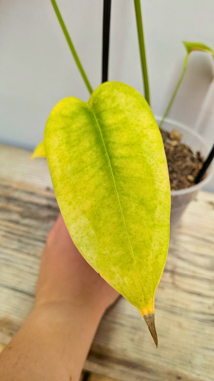 Anthurium Peltigerum - Adozione Speciale