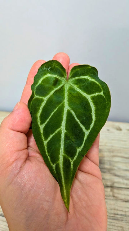 Pacchetto Baby Anthurium 2- Piante da Recupero
