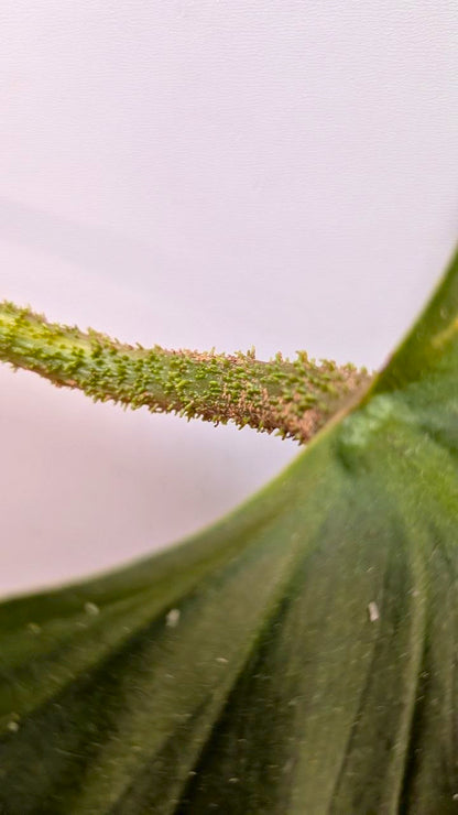 Philodendron CF Serpens - Adozione Speciale