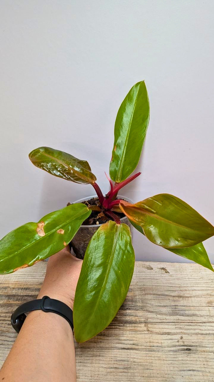 Philodendron Prince of Orange 1 - Adozione Speciale