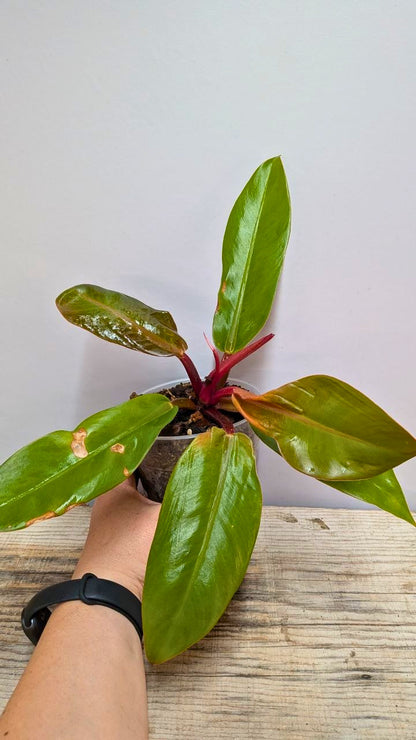 Philodendron Prince of Orange 1 - Adozione Speciale