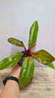 Philodendron Prince of Orange 1 - Adozione Speciale