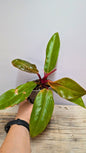 Philodendron Prince of Orange 1 - Adozione Speciale