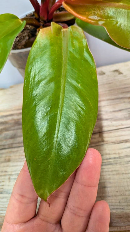 Philodendron Prince of Orange 1 - Adozione Speciale