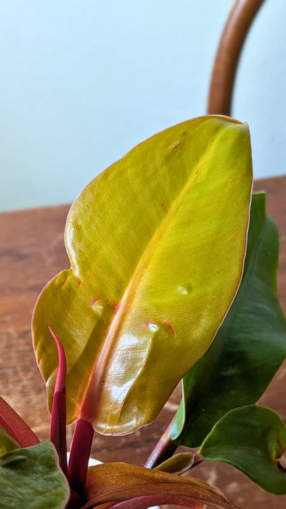 Philodendron ‘Prince of Orange’ | Pianta adattata all'idrocoltura